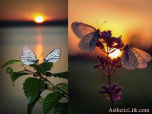 Aesthetic Life Eyes Quotes Astheticlife sunrise