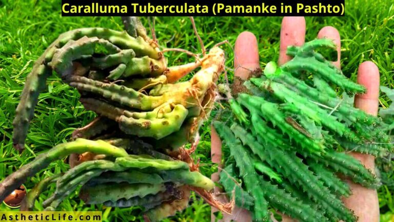 Caralluma Tuberculata (Pamanke in Pashto)