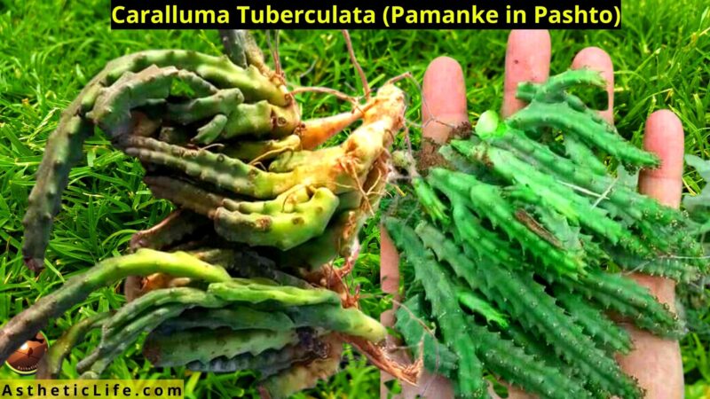 A Famous Vegetable ( Pamanke in Pashto)