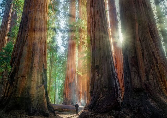 Exploring the Largest Tree in the World at Giant Forest, Sequoia National Park