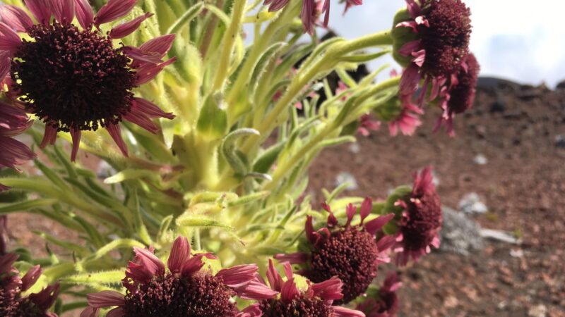 Silversword The Flower of Patience