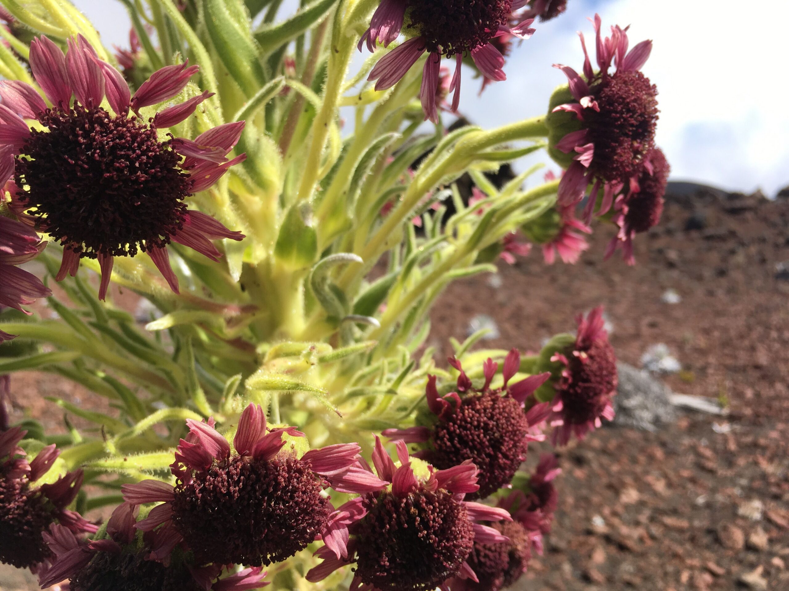 Silversword The Flower of Patience