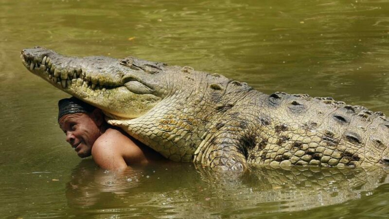 The Heartwarming Bond Between a Man and a Wild Crocodile