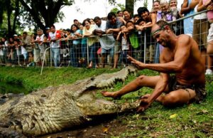 Man and Crocodile freindship