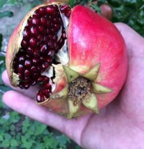 Why are pomegranates red winter season fruit healthy fruits afghanistan seasonal fruits