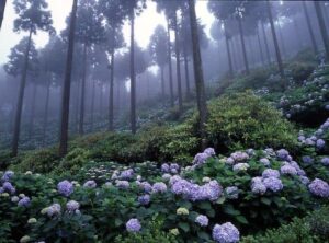 Hydrangea Forest 2