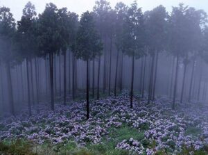 Hydrangea Forest 3