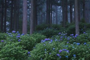 Hydrangea Forest 4