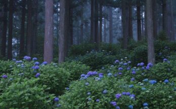 Hydrangea Forest 4