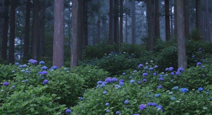 Hydrangea Forest 4