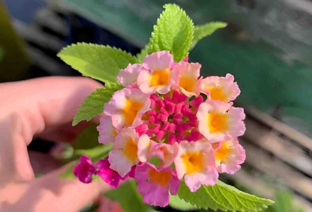 Lantana Flower