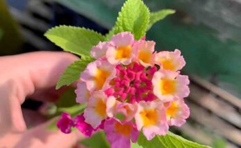 Lantana Flower