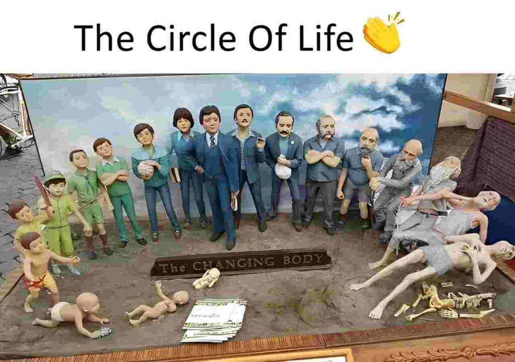 The circle of life body changing