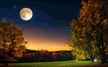 fall landscape night trees stars moon.