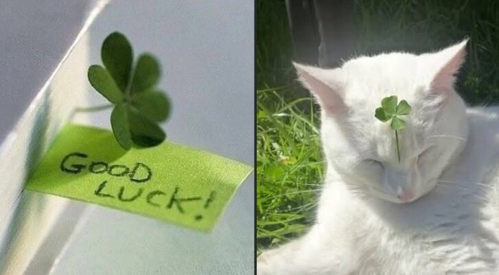 Four Leaf