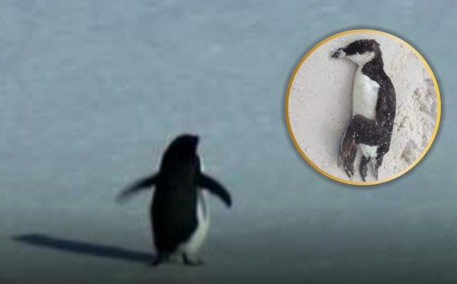 the penguin that walked to nowhere