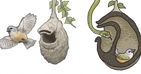 amazing penduline nest — nature's tiniest architectural masterpiece